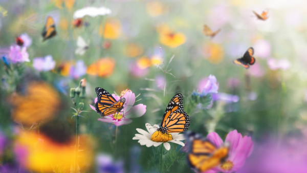 Mariposas en un jardín — efecto mariposa en psicología y pequeños cambios